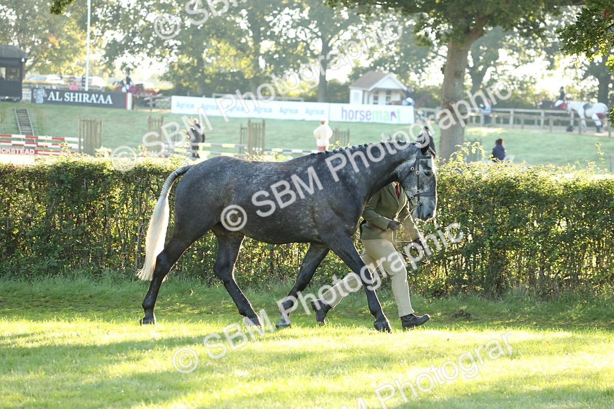 SBM_57919 - S42 - Youngstock