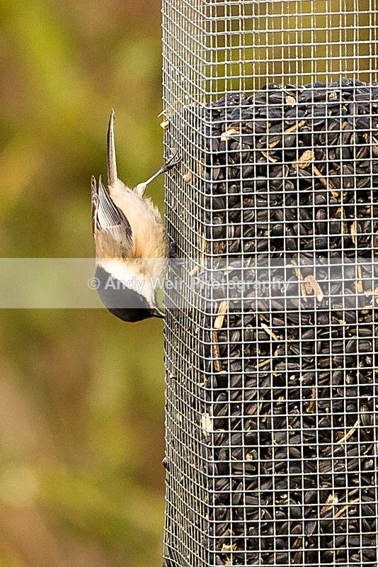 20130113-_MG_2086 - Tits