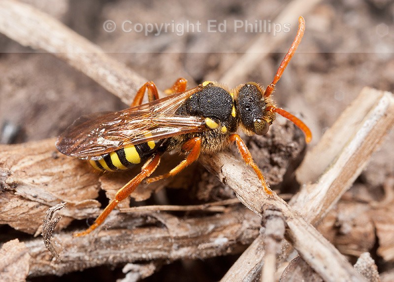 N. goodeniana (f)