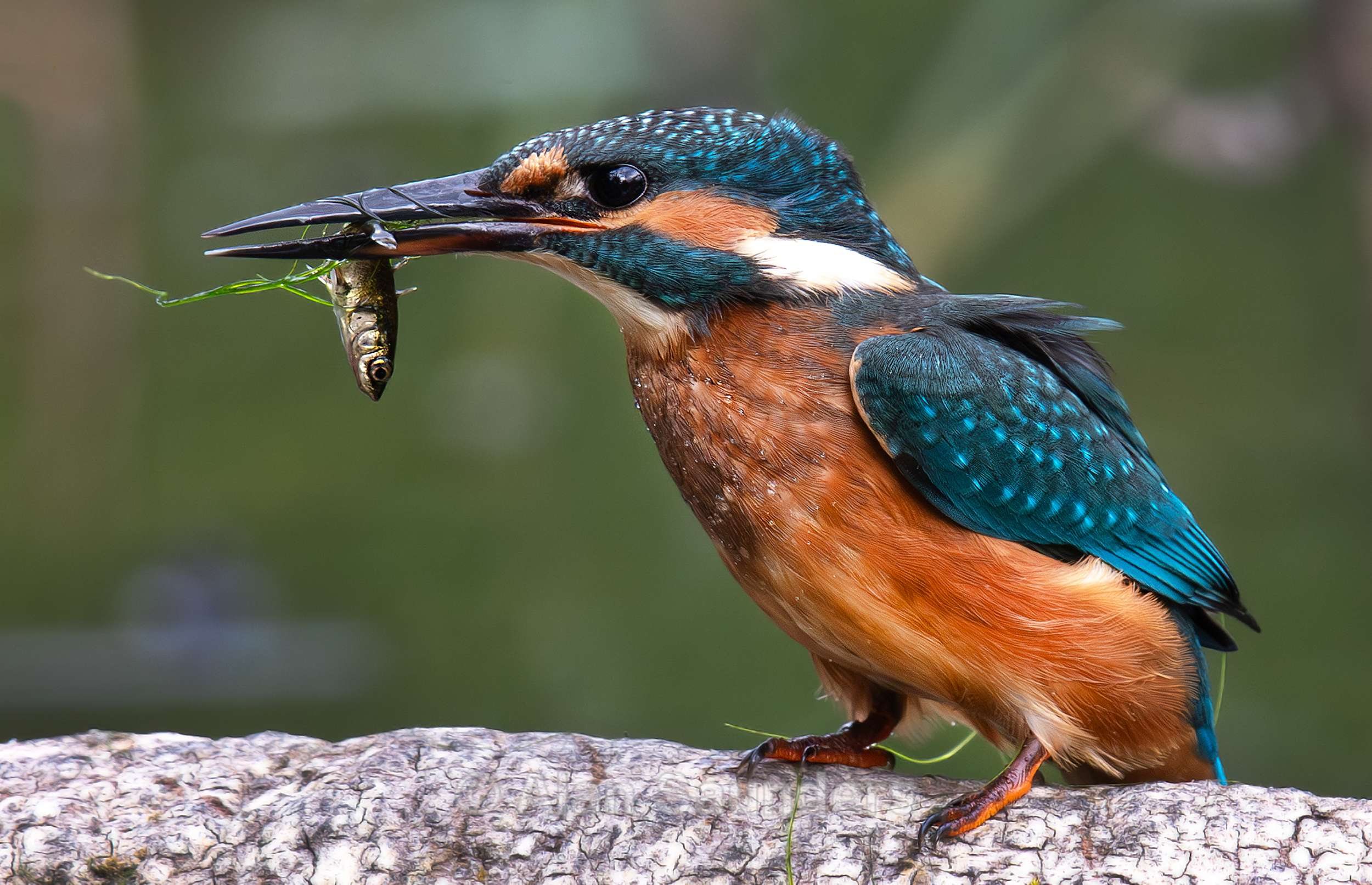 Common Kingfisher 6