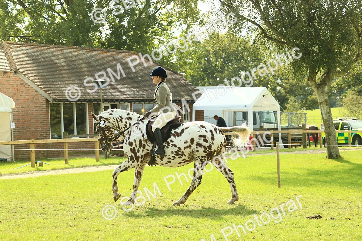 SBM_62479 - S62 - Foreign Breeds Ridden