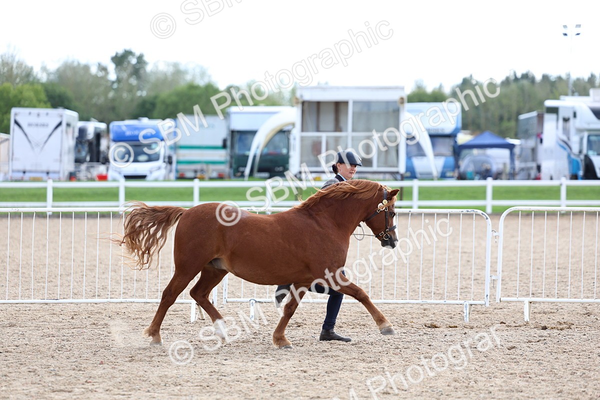 SBM_18733 - Class 317 - IH Pure Bred Horse-Pony