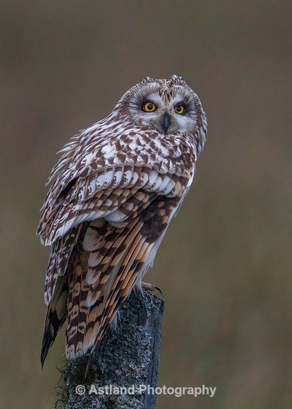 Astland Photography, Bird and Wildlife Images, Susan and Peter Wilson, U.K.