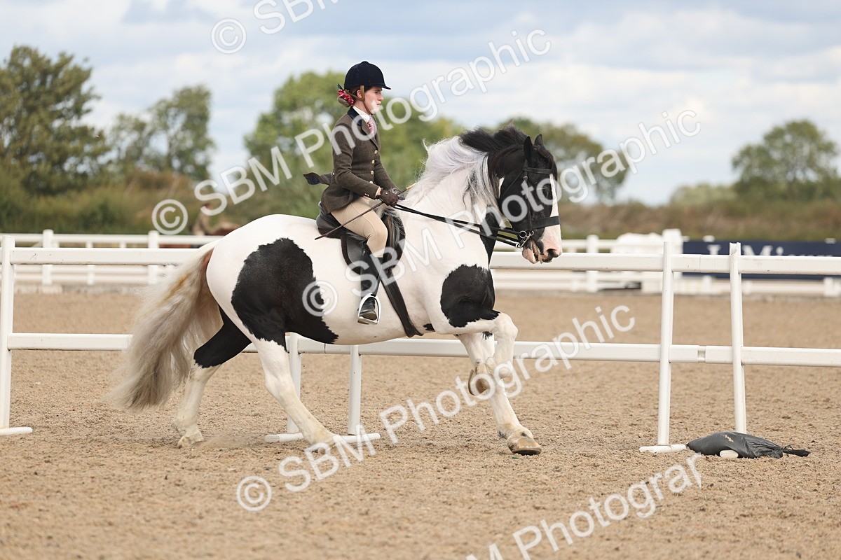 SBM_14752 - Class 308 - Ridden Coloured Horse