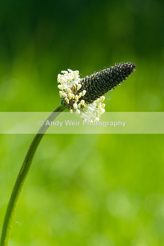 20130526-_MG_3808 - Plants and Flowers