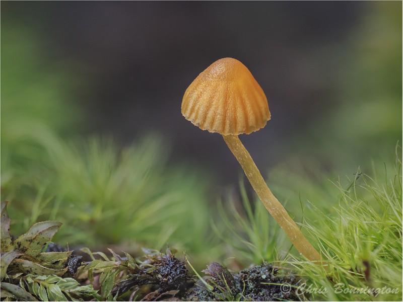 Orange Mosscap - Other nature