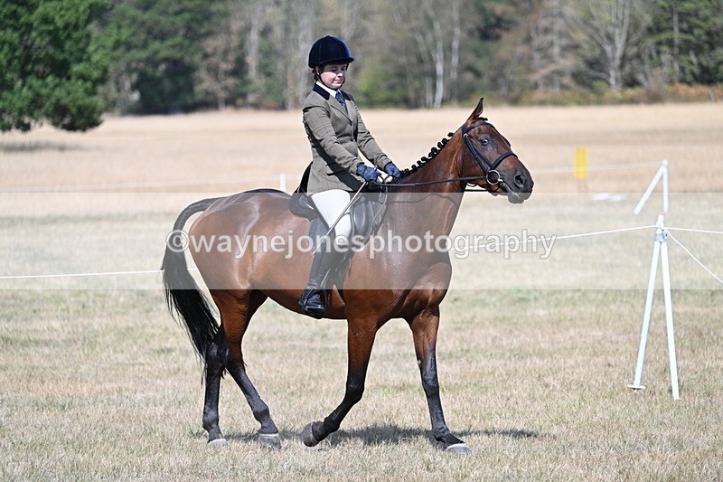 WJ7_1169 - Class 41 Prettiest Mare