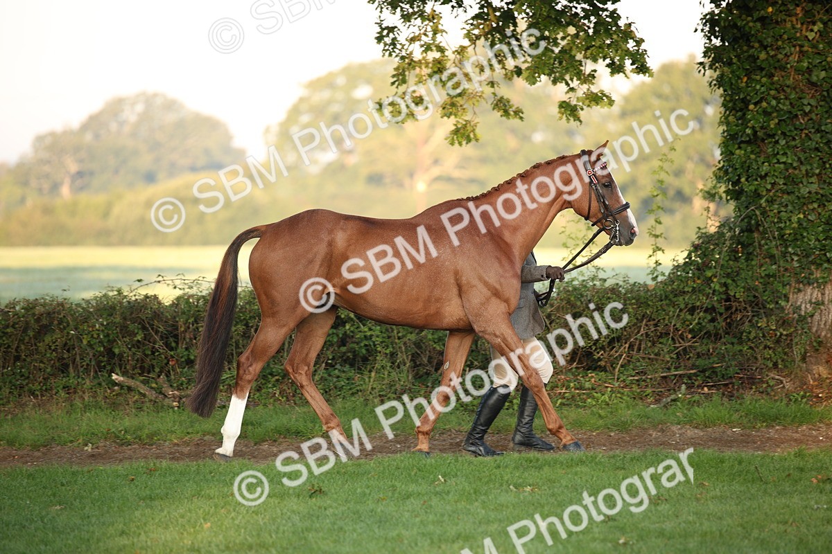 SBM_56818 - S49 - Riding Horse & Hack & Thoroughbred In Hand