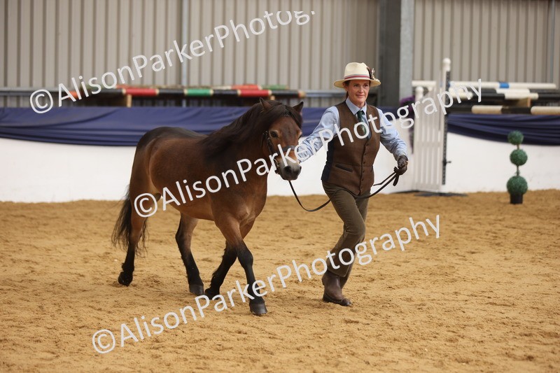 20260913-1719 - Class 115 - Gelding 4years and over