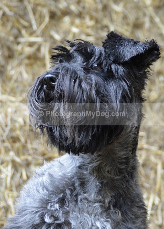  - Schnauzers