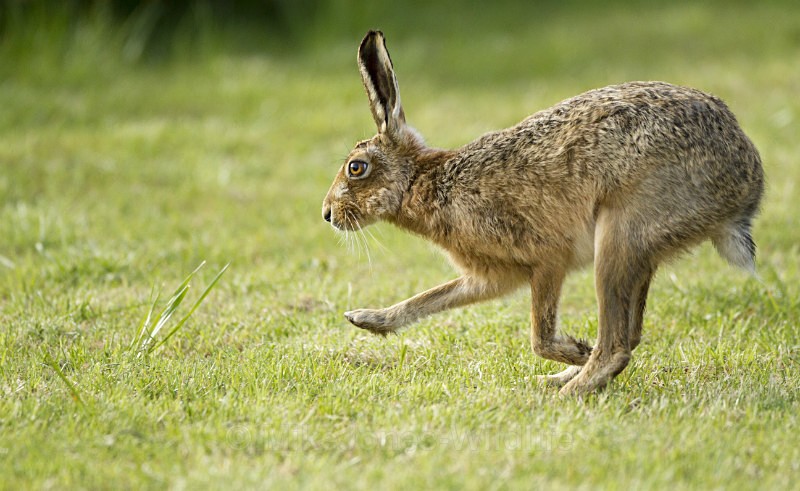 Brown Hares ref bh 12 - New, Brown Hare Gallery