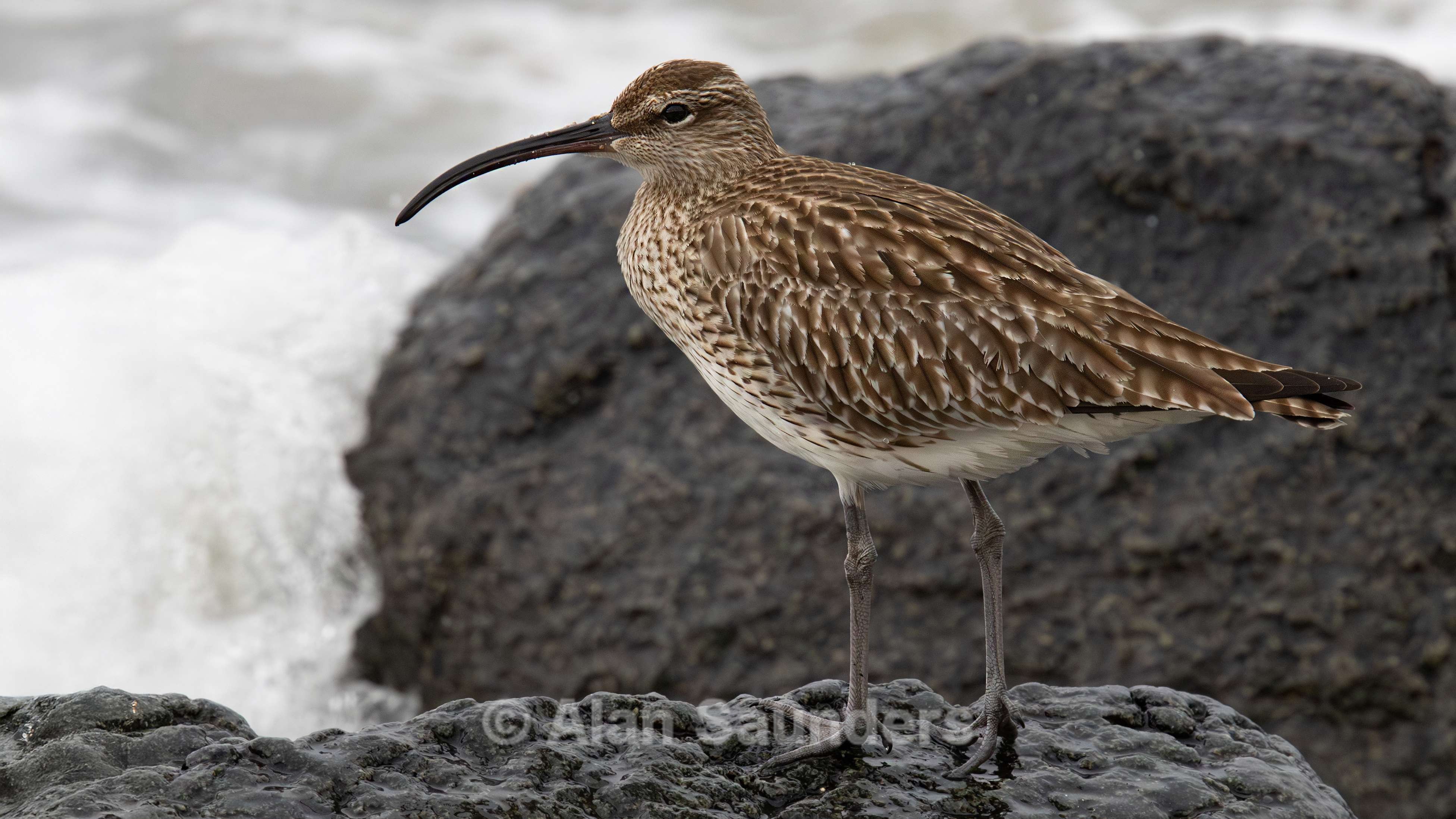 Eurasian Whimbrel 6