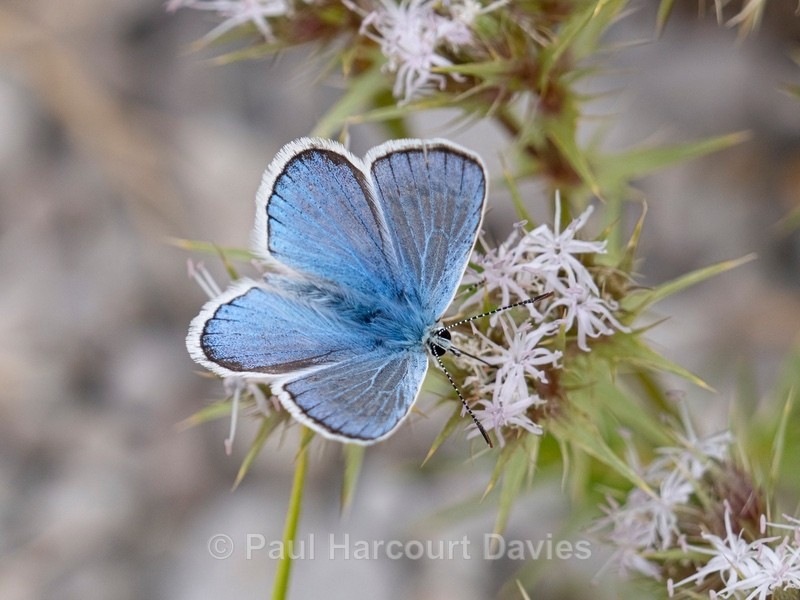 Common blue female (Polyommatus icarus) ♂︎. - Insects, Spiders and other Animals