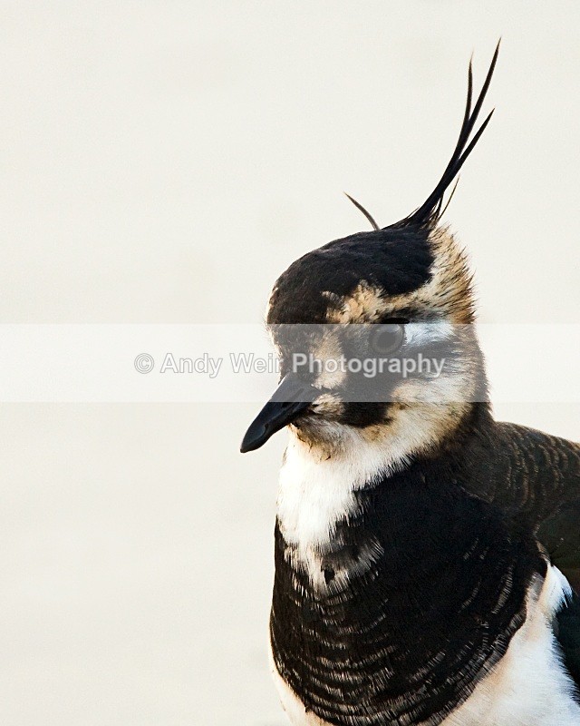 20091023-004 - Lapwing