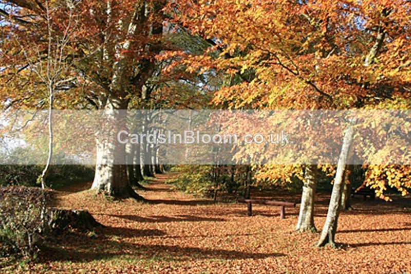 Beech trees in Autumn - EARTH, SEA & SKY- Woodlands, Rivers, Lakes, Mountains and Skies