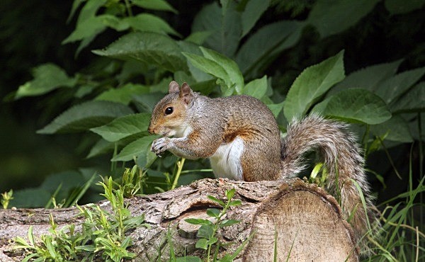  - OTHER WILDLIFE (UK)