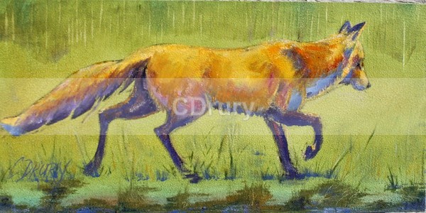 Shy Fox - AVAILABLE PRINTS and Notecards