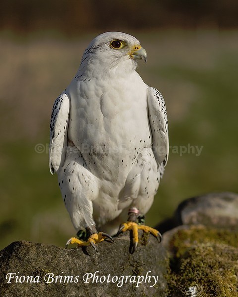 WowPD Mar17-4 - Birds of Prey
