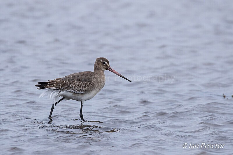 Black-tailed godwit on Strangford Lough - Nature