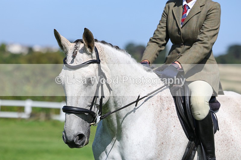 3E7A8567 - Class 5: Working Show Horse