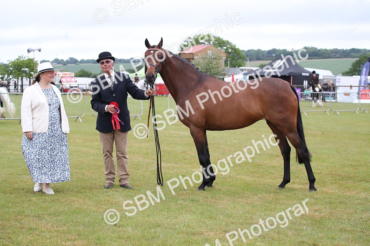 SBM_00225 - Class 17-20 - Arab & Part Bred - Anglo Arab In Hand