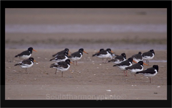 Oyster Catchers - Wildlife Wildlife