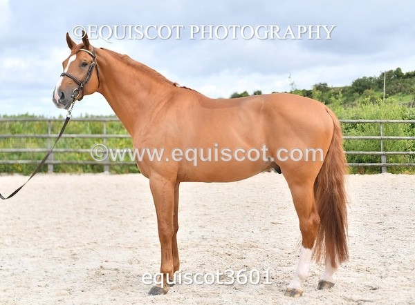 equiscot3601 - STALLION SELECTION