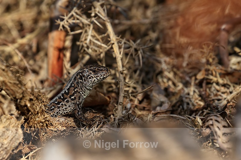 Sand Lizard (female) head, Shipstall Hill, Arne RSPB, Dorset - REPTILES & AMPHIBIANS