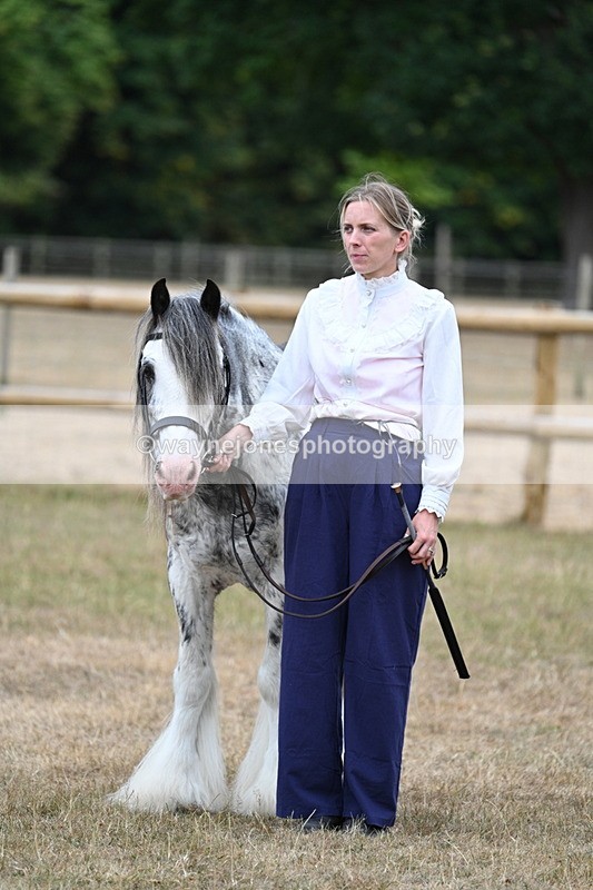 WJ7_9653 - Class 5 Most Handsome Gelding (up to 14.2hh)