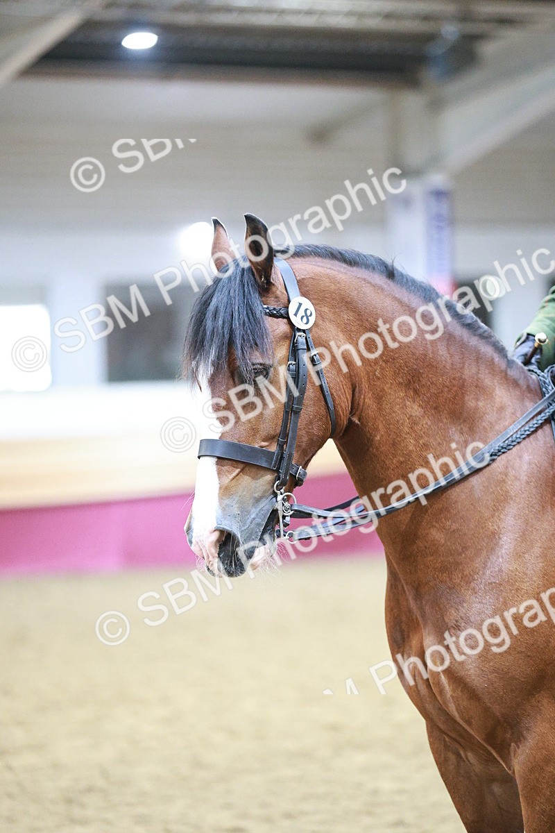 SBM_08937 - Class 12R - Regional Ridden Pre-Vet