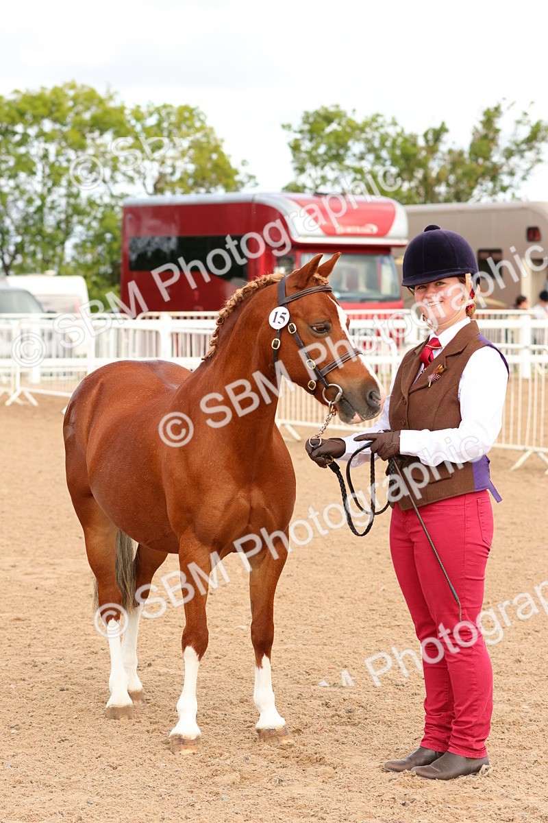 SBM_10206 - Class 205 - IH Show Pony - Show Hunter Pony