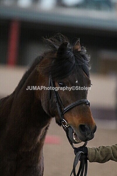 SIAL5285 - Neighfield Pony Show April 2025