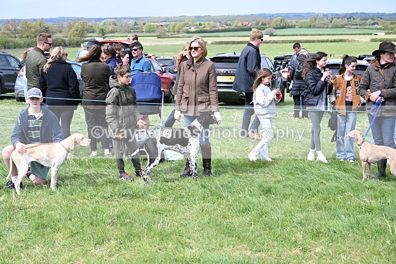 WJ6_8678 - Class 8 Best Working / Gun Dog or Bitch