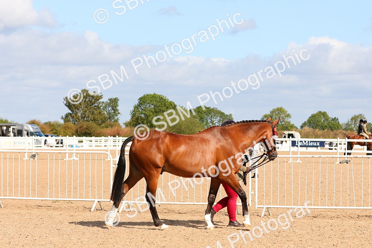 SBM_11141 - Class 208 - IH Veteran Horse