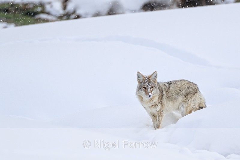 Coyote pauses at slope bottom, Yellowstone National Park - Coyote