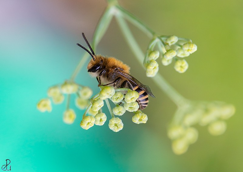 Macro photography by Diana Uzun