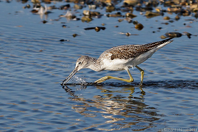 Greenshank (Tringa nebularia) feeding - Greenshank (Tringa nebularia)