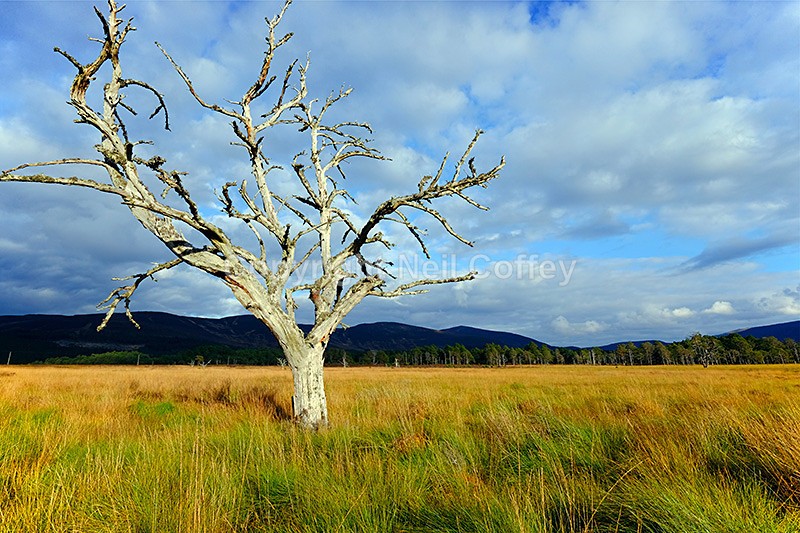 Dead tree, Glenmore Forest Park, Cairngorms - Landscape format