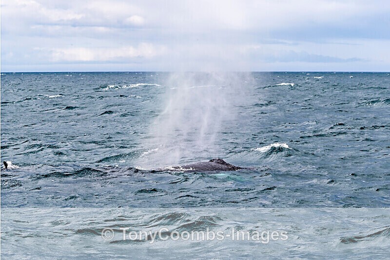Humpback Whale  (blow) - Iceland