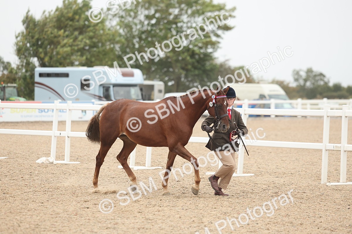 SBM_19914 - Class 318 - IH Part Bred Horse-Pony