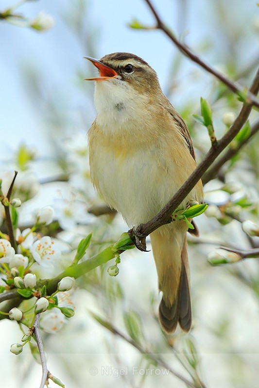 Sedge Warbler singing amongst the blossom at Otmoor RSPB - Sedge Warbler