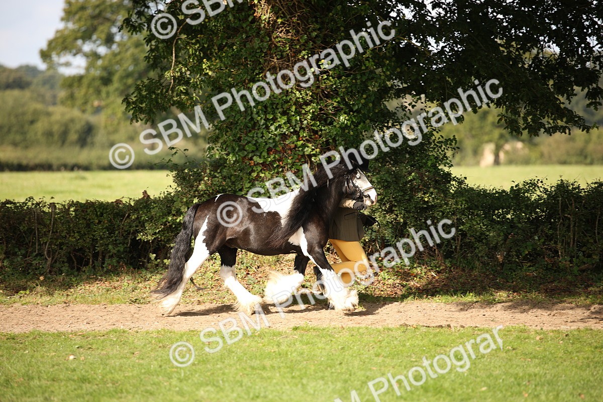 SBM_62167 - S55 - Traditional Cob In Hand
