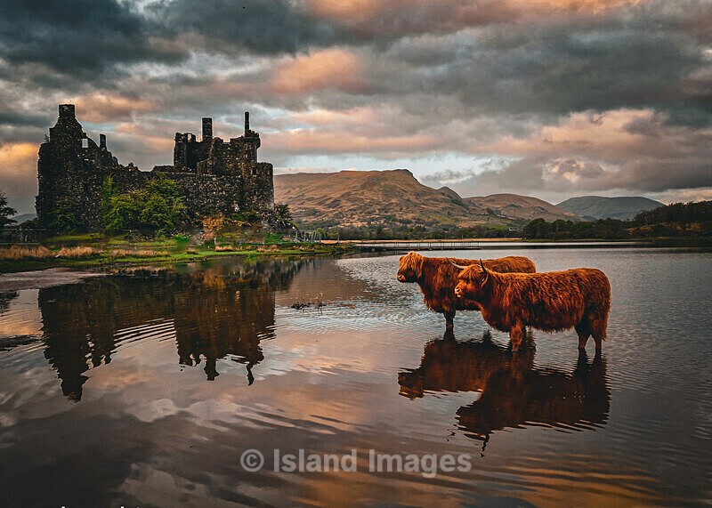Cows and Castle on a beautiful evening - Latest Releases