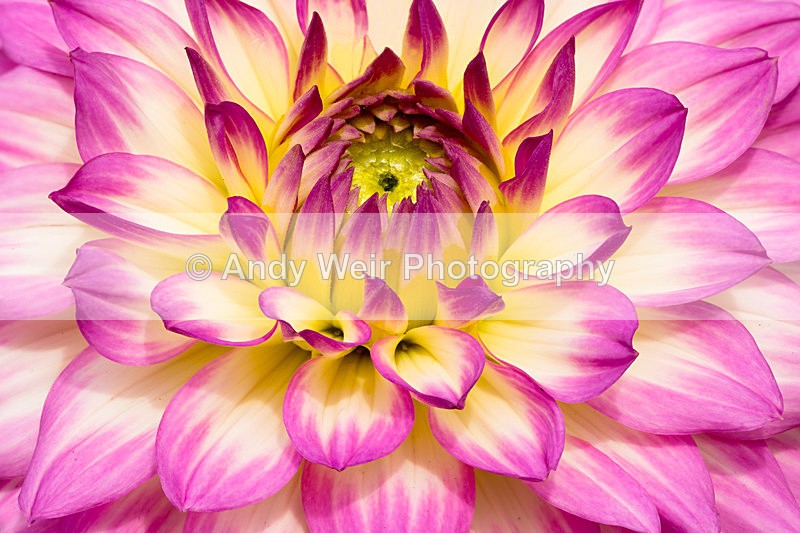 20140601-3K8A1925-2988 - Plants & Flowers