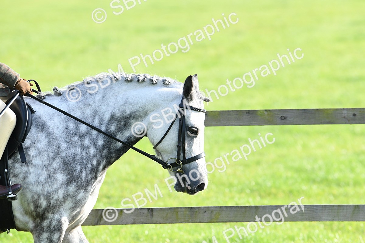 SBM_52364 - S22 - 1st Ridden Show & Show Hunter Pony