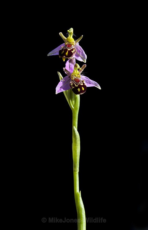  - BEE ORCHIDS