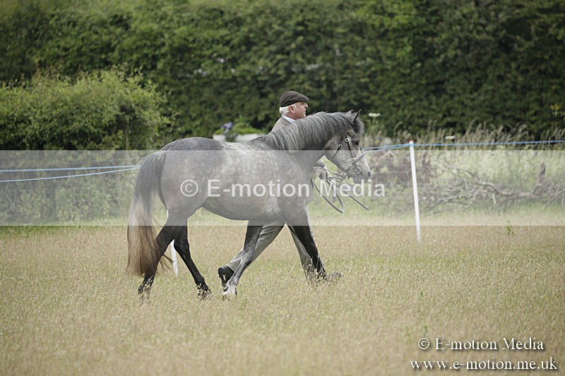 B230619-0065 - Bourne Valley Riding Club Summer Show 23/06/19