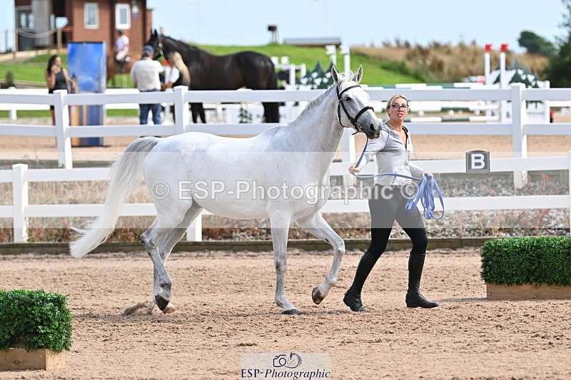 240717A-161406-03362 - Trot Up 4pm to 5pm