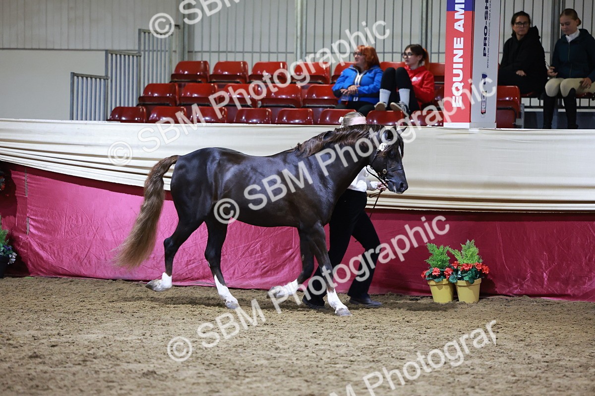 SBM_21503 - Class V - Champion of Champions