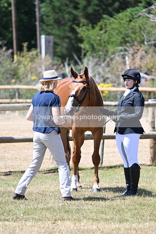 WJ7_2357 - Class 5a Most Handsome Gelding in hand (above 14.2hh)